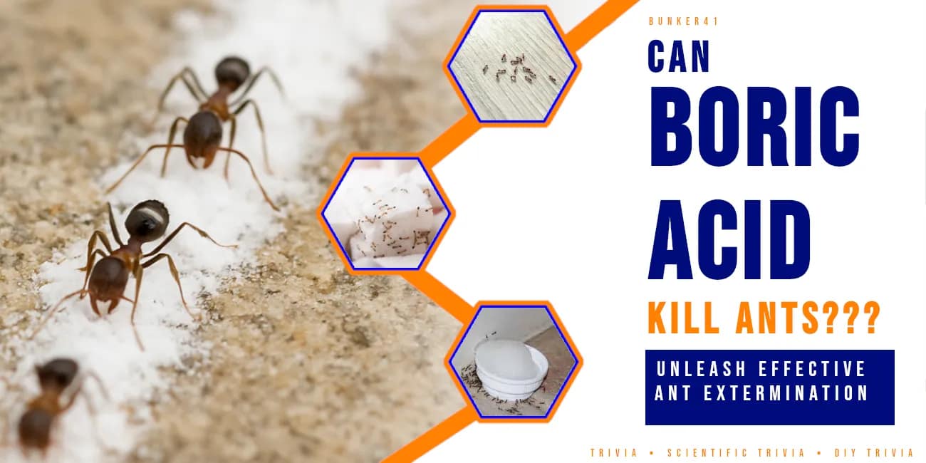 ants-walking-in-a-straight-line-collecting-boric-acid---can-boric-acid-kill-ants--unleash-effective-ant-extermination