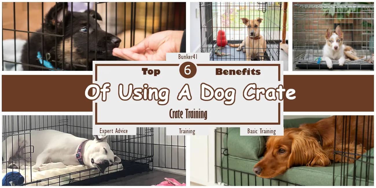 different-types-of-dogs-in-dog-crates---top-6-benefits-of-using-a-dog-crate-–2025-crate-training-benefits