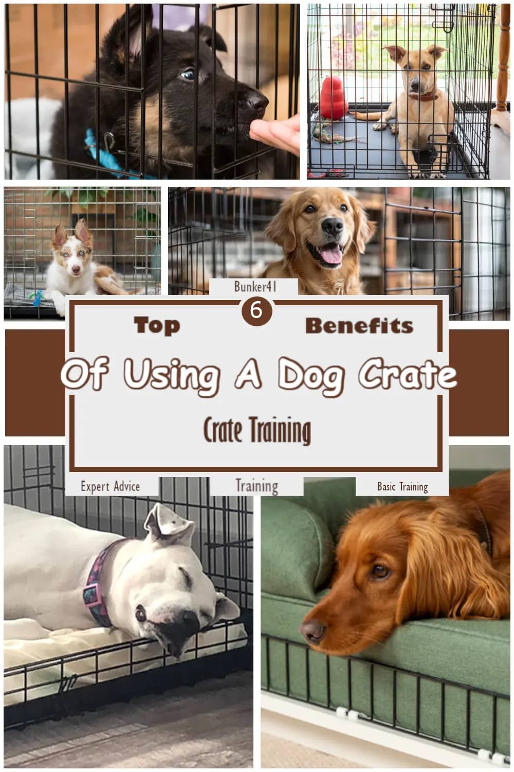 different-types-of-dogs-in-dog-crates---top-6-benefits-of-using-a-dog-crate-–2025-crate-training-benefits--pinterest-pin